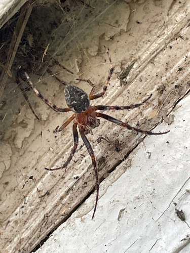 Ornamental Orbweaver