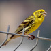 European Serin - Photo (c) supergan, some rights reserved (CC BY-NC), uploaded by supergan