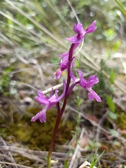 Orchis laeta
