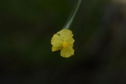 Xyris complanata observed 2026-08-13