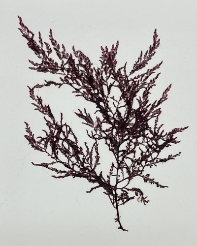 Dasya corymbifera observed 2007-09-07