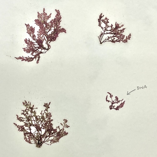 Dasya corymbifera observed 2007-10-17