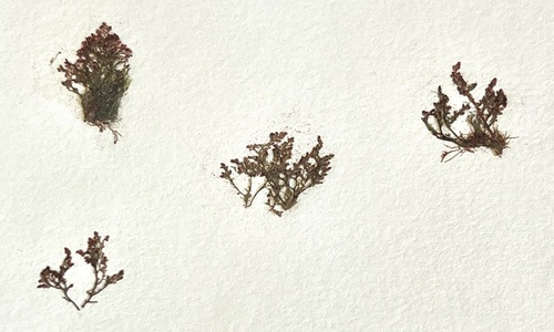 Dasya corymbifera observed 2008-03-23