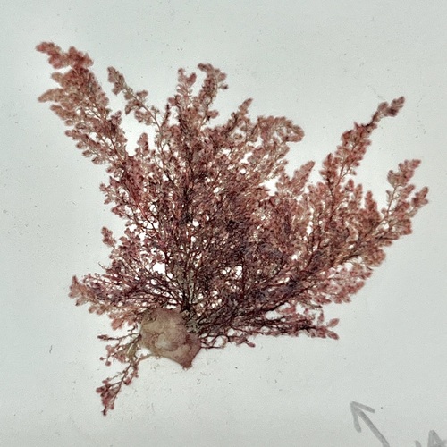Dasya corymbifera observed 2009-02-02