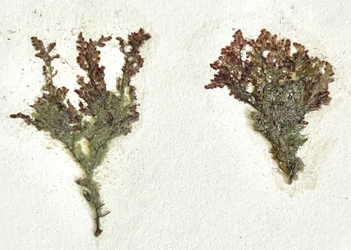 Dasya corymbifera observed 2009-02-02