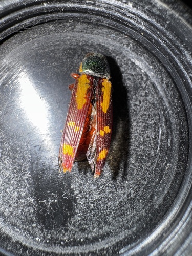 Red-legged Buprestis Beetle