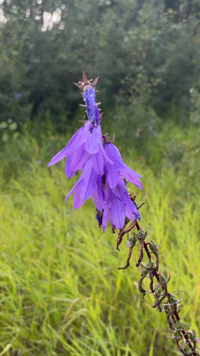 Creeping Bellflower