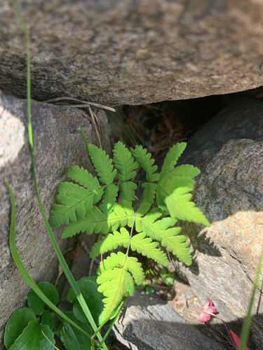 northern oak fern