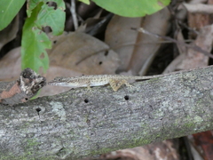Anolis limifrons