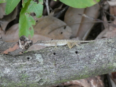 Anolis limifrons