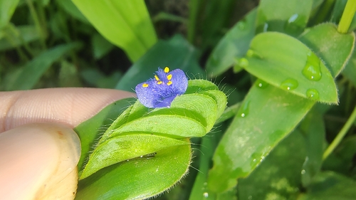 Cyanotis cristata, photograph 6