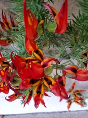 Lotus berthelotii