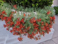 Lotus berthelotii