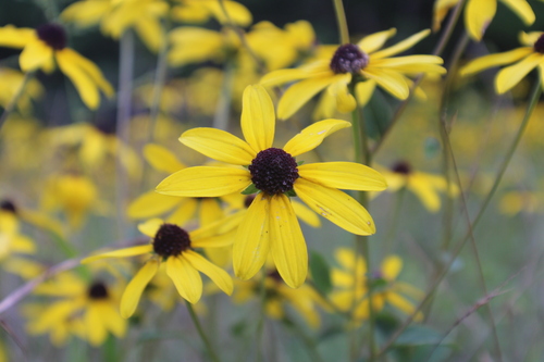 Rudbeckia heliopsidis