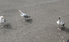 Larus argentatus