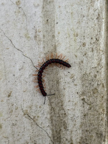 Orange Rosary Millipede