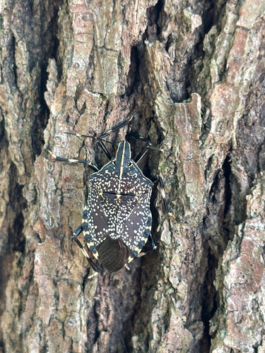 Yellow-spotted Stink Bug