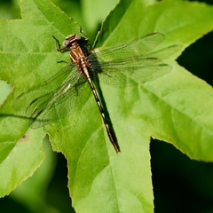 Phanogomphus lividus