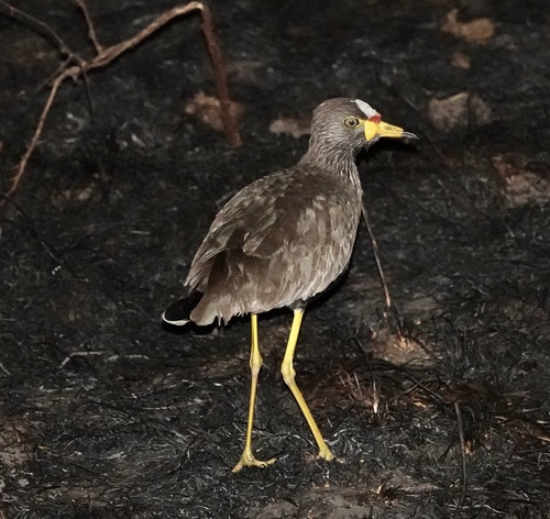 iNaturalist image