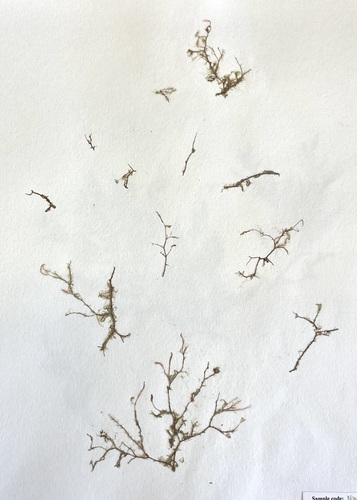 Lophocladia observed 2013-05-20
