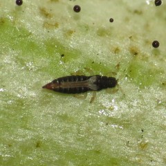 Heliothrips haemorrhoidalis