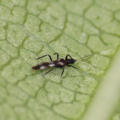 Franklinothrips vespiformis