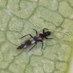 Franklinothrips vespiformis