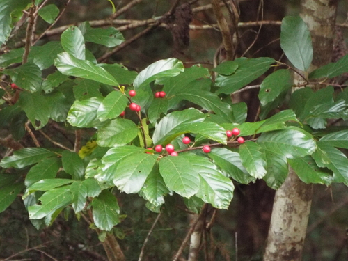 Carolina buckthorn