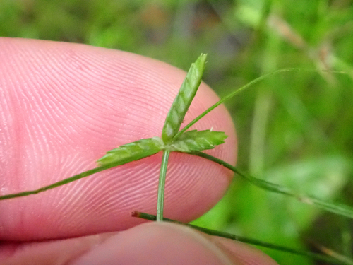 Cyperus gracilis observed 2026-08-15