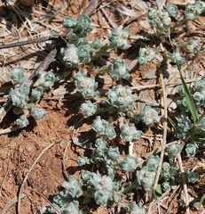 Diaperia verna verna