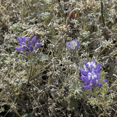 Lupinus lepidus, photograph (c) Elizabeth Kuehn, some rights reserved (CC BY)