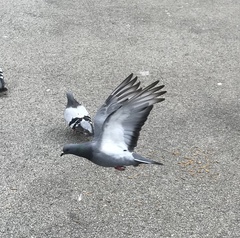 Columba livia domestica