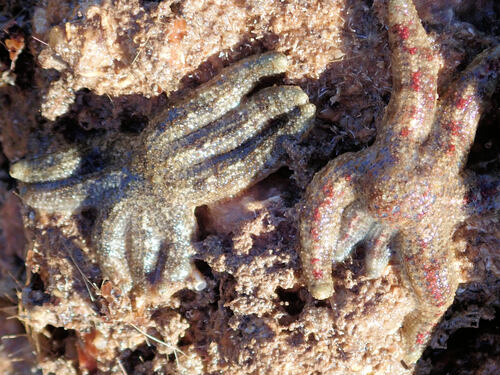 Allostichaster polyplax observed 2026-08-16