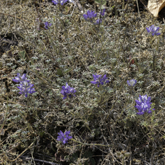 Lupinus lepidus, photograph (c) Elizabeth Kuehn, some rights reserved (CC BY)