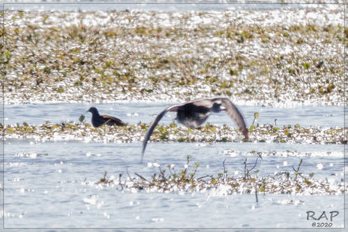 Spot-flanked Gallinule (Porphyriops melanops), photo 7