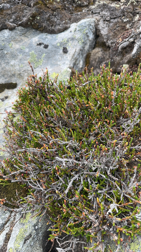 Cassiope mertensiana, photograph 4