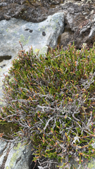 Cassiope mertensiana, photograph (c) Darren Schack, some rights reserved (CC BY)