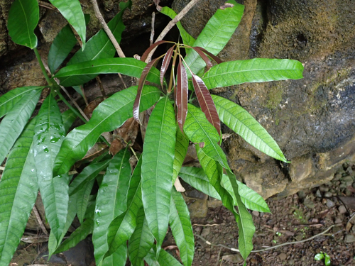 Mangifera indica observed 2026-08-15