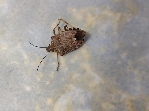 Brown Marmorated Stink Bug