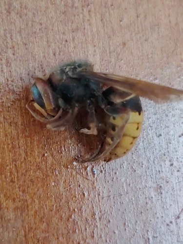 European Hornet