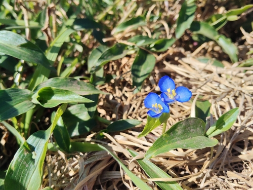 Commelina cyanea, photograph 2