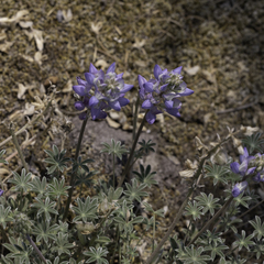Lupinus lepidus, photograph (c) Elizabeth Kuehn, some rights reserved (CC BY)