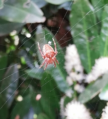 Araneus diadematus
