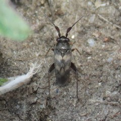 Spanagonicus albofasciatus