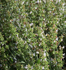 Salvia