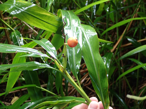 Alpinia mutica observed 2026-08-15