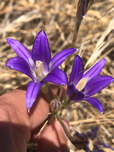 Brodiaea elegans, photograph 1
