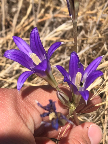Brodiaea elegans, photograph 2