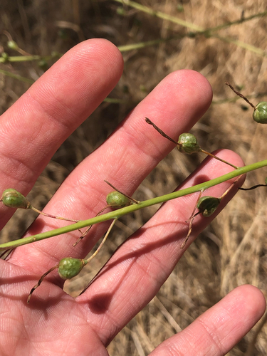 Chlorogalum pomeridianum, photograph 2