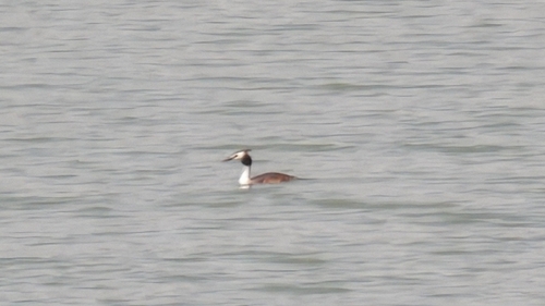 Great Crested Grebe